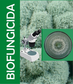 Te Latte Café - Te latte Cafe Puro Con Ganoderma Lucidum